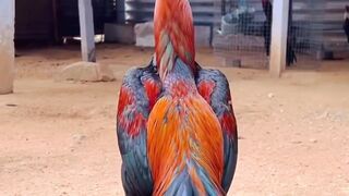 Shamo