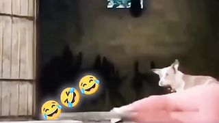 Don’t miss this video just see and enjoy