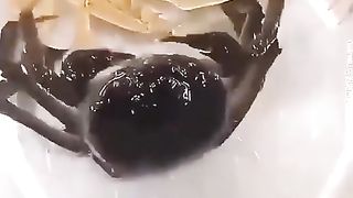 Crab evolution, just imagine if we could be like that then we would stay young forever