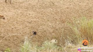 Lion Cornered by Hyenas Calls for Backup