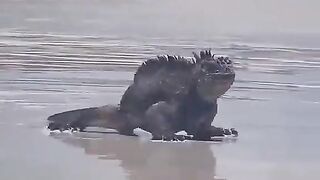 the form of the previous monster Godzilla is small