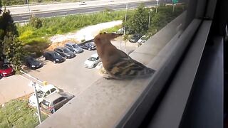 Птица удод поёт песенку.The hoopoe
