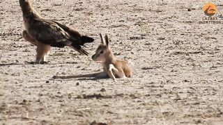 Abandoned Baby Buck gets Attacked by Eagles