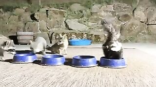 Who else drinks water from cat bowls