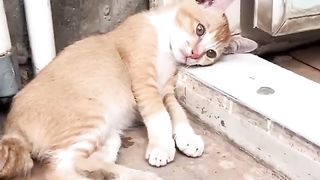 Funny cat