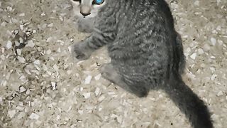Two Cute Kittens just Adorable!!!