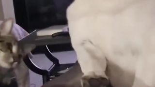 The cat dominates the poor dog