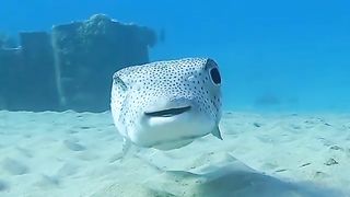 In the past, this fish was used as a draft horse for pre-pirate ships