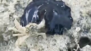 This is the embodiment of black Spiderman in the ocean, and it really happens in the world of films