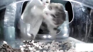 No one can eat it!！????