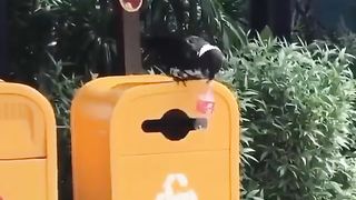 The smartest bird in the world, and he's the janitor