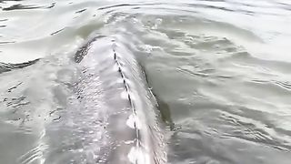 long fish like anacondas, the appearance of this fish is a sign of danger to humans on earth