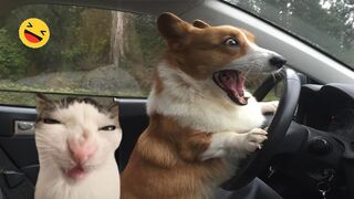 Funny Dogs And Cats Videos 2023 ???? - Best Funniest Animal Videos Of The Month #4