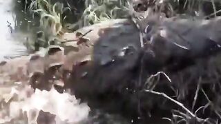 This human was eaten alive by a live crocodile, his screams were very painful