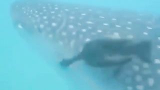 The sea duck fights with the ruler of the sea, with the duck's cleverness he is able to steal it