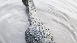 the roar of the largest crocodile in the world, and a fight began between them