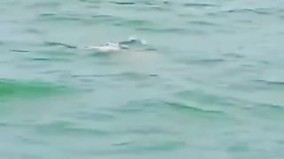 A very rare dolphin, he is a human helper, an albino dolphin