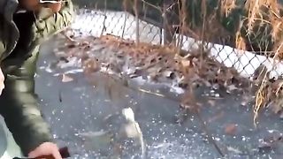 The end of the crocodile king, he froze but didn't die