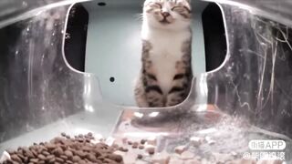 Mr. Sleepy the Cat is Sleepy