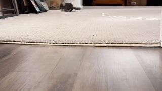Cute cat