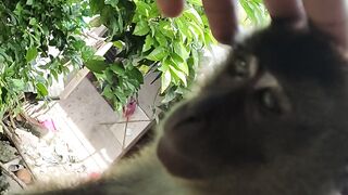 Unbelievable Monkey Talked????