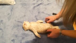 котенок спит без задних ног.
