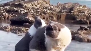 Two twins - a cat and a rabbit