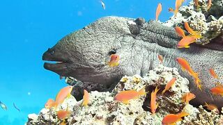 Deadly eels in the underwater world, these eels are capable of killing pirates with electric stun weapons