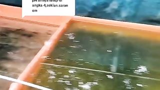 Ikan lele gak nyaman, pasti rumah (air) nya bermasalah❗Segera lakukan sentuhan khusus
