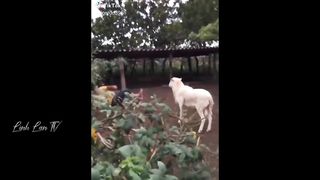 Compilation Des Moments Les Plus Drôles De Ľanneé