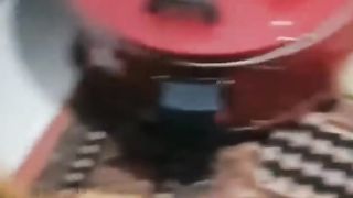 FUNNY ANIMALS ???? CATS, DOGS, BIRDS, CHIMPANZEE and other Animal ????????