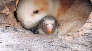 cute rabbit
