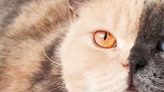 Kucing Unik&Cantik Bermuka Dua.
