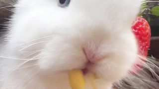 cute rabbit