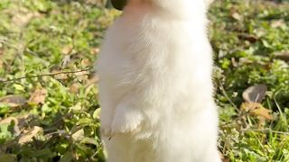 cute rabbit