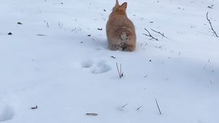 cute rabbit
