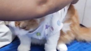Cintanya mami