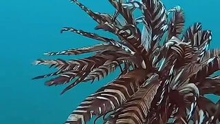 Have you ever heard of chickens swimming at the bottom of the sea? Look, these are sea chicken feathers