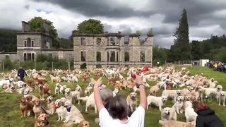 Celebration of the 155th anniversary of the breeding of the Golden Retriever breed