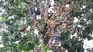 Panen Duku.. Ada yang belum tau penampakan pohon Duku? Simak Video ini