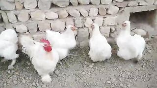 The wall near the white chicken