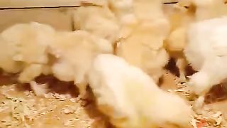 Golden bantam buff ll near