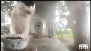 Mr. Fringea,cat full of stories.