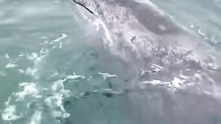 Sea monsters are very kind to humans, let's see the video, are you sure