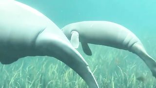 the closeness between ancient underwater lion cubs, are you sure you want to watch this video
