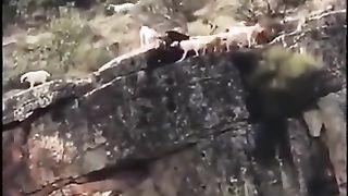 Dogs bad day