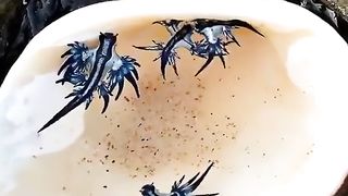 When a sea frog shows itself, look at this video, it has branches and hair
