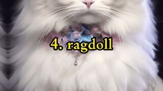 Top 10 Most Beautiful And Prettiest Cats In The World