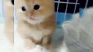 Kesian Kittens ditinggal Kocheng Betina