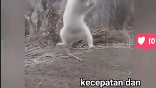 Kecepatan dan Ketepatan Kocheng Sangat Akurat